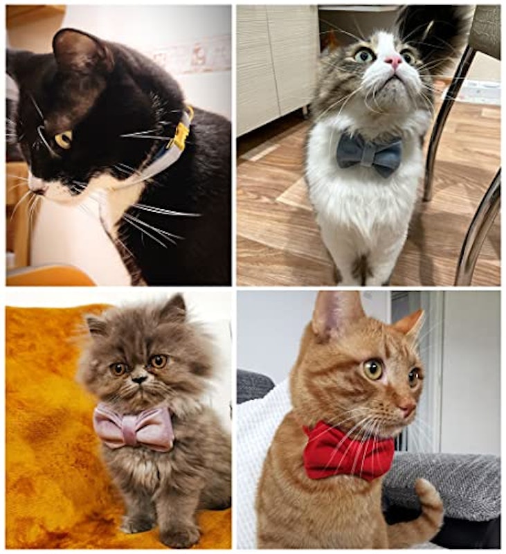 猫用首輪 5