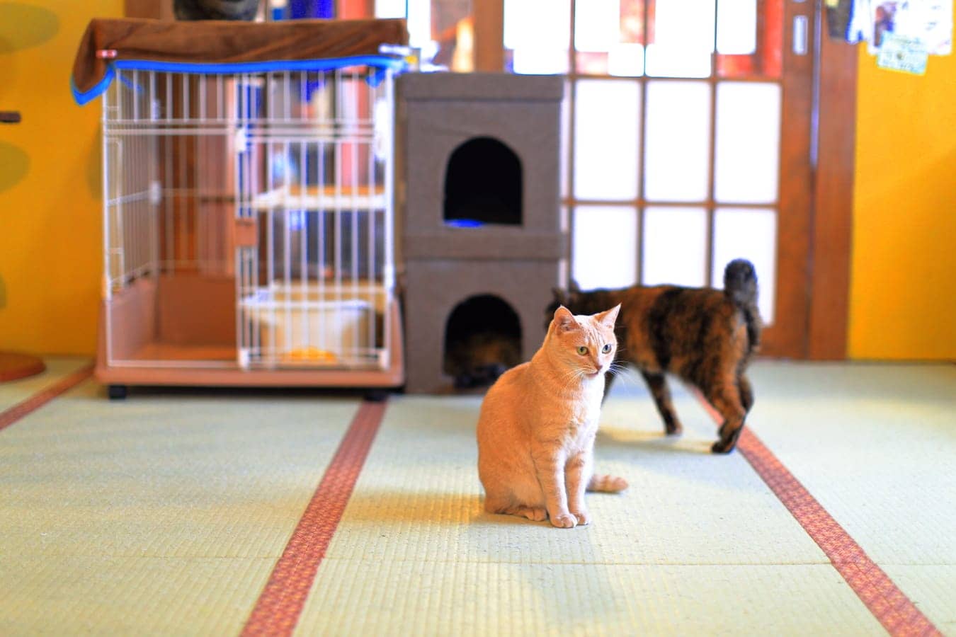 22年 猫カフェのおすすめ人気ランキング12選 Mybest