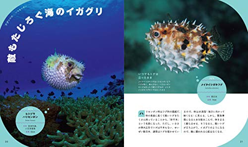 ま〜るい魚図鑑 3