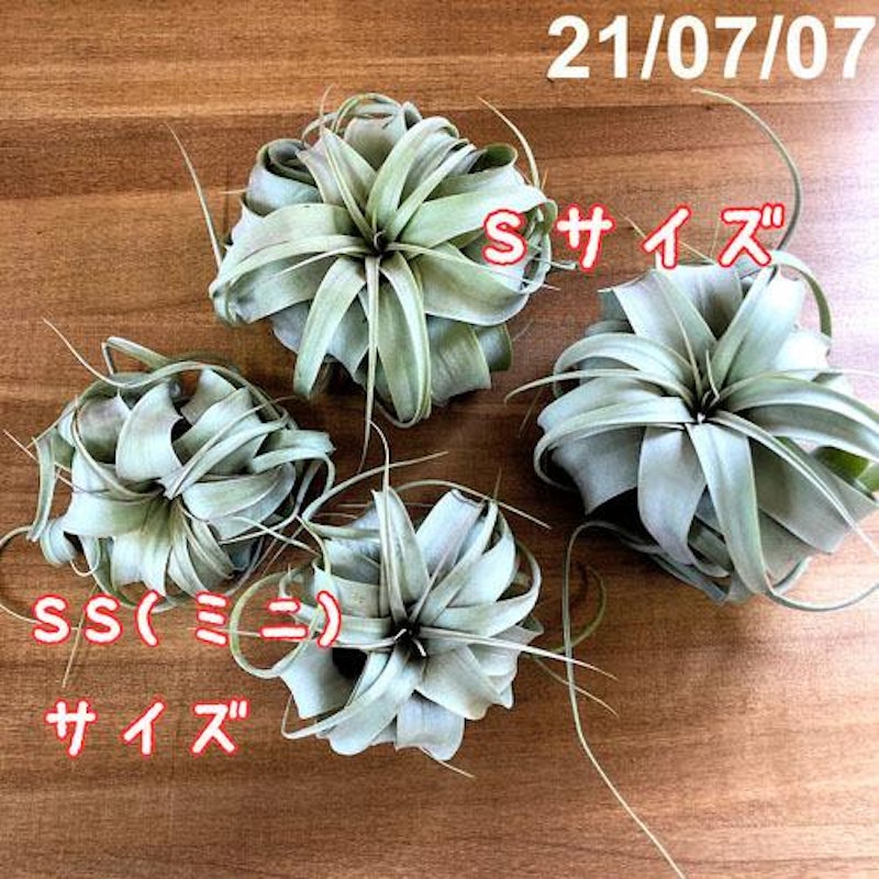 エアプランツ キセログラフィカ 5