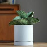 耐陰性が高い観葉植物のおすすめ人気ランキング【日陰でも育つ!2026年8月】 5