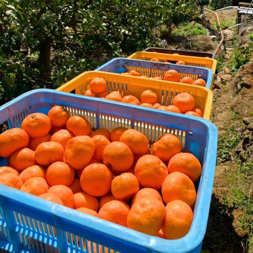 和歌山県有田産　平均糖度15度越え❗小玉みかん　６kg　みかんキング 和歌山県有田産 平均糖度15度越え❗小玉みかん 6kg みかんキング