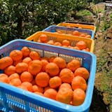 有田みかんのおすすめ人気ランキング【2026年7月】 3