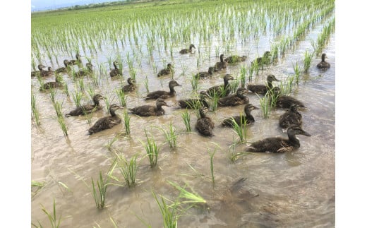 ecofarmすがわらの合鴨農法 有機JAS認証 つや姫 玄米 2