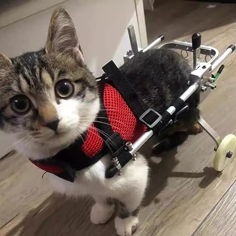 猫用車椅子 1