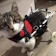 アセンダス 猫用車椅子 1
