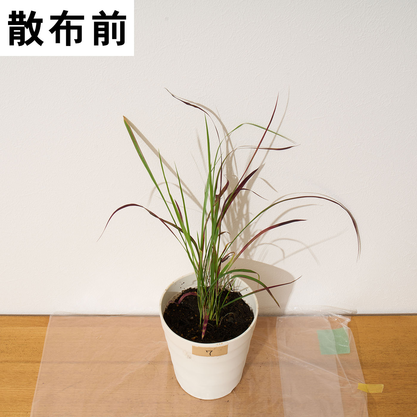 レモングラスとお酢の除草液シャワー 11