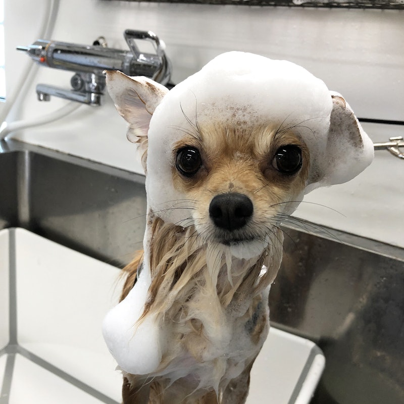 徹底比較 犬用シャンプーのおすすめ人気ランキング17選 オーガニックも Mybest 徹底比較 犬用シャンプーのおすすめ人気ランキング17選 オーガニックも Mybest