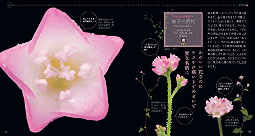 もっと美しき小さな雑草の花図鑑 11