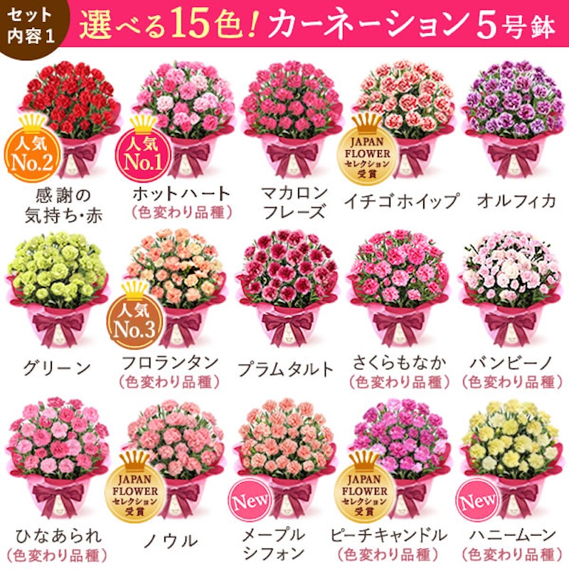選べる鉢花と人気スイーツセット 鉢植えタイプ 2