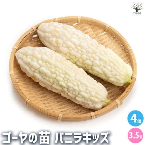ゴーヤの苗 バニラキッズ 2