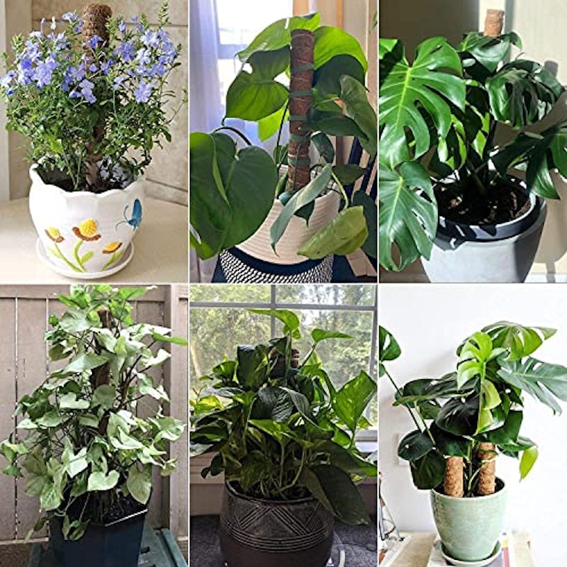 wuxizhou 植物支柱 5