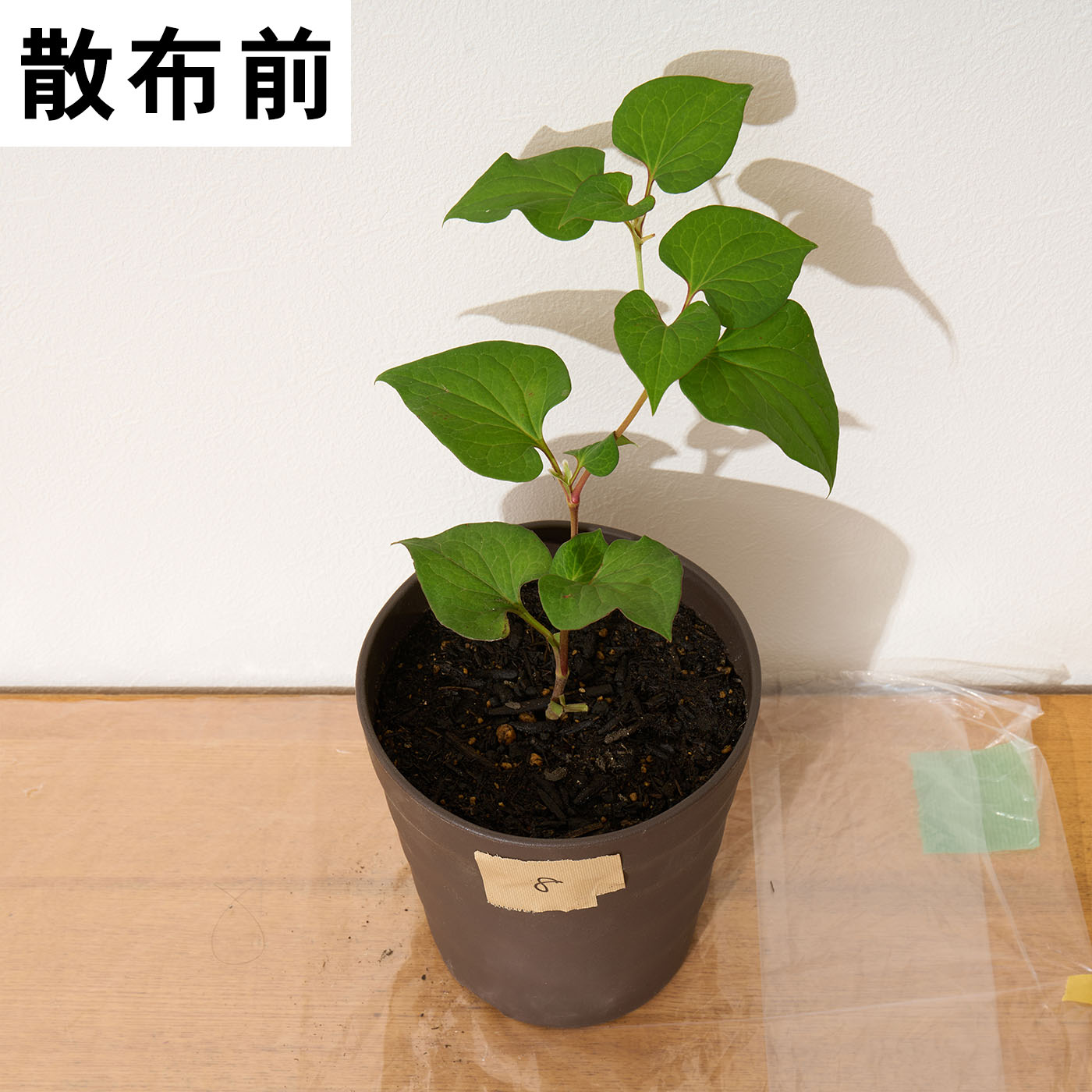 オーシマ小野商事 はやく効くお酢の除草剤を検証レビュー！除草剤の選び方も紹介 5