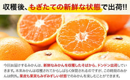 訳あり くまもと小玉みかん 3