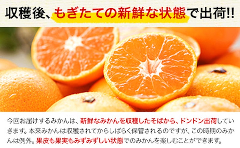 訳あり くまもと小玉みかん 3