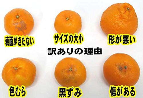 静岡産 はるみみかん 3