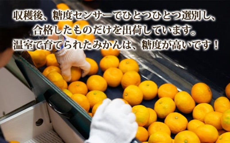 山北温室みかん 3
