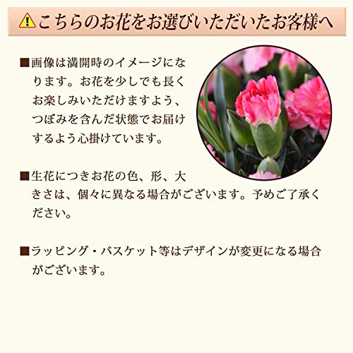 三毛猫カーネーション 5