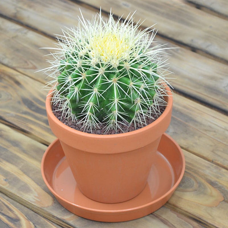 22年 サボテンのおすすめ人気ランキング11選 Mybest 22年 サボテンのおすすめ人気ランキング11選 Mybest