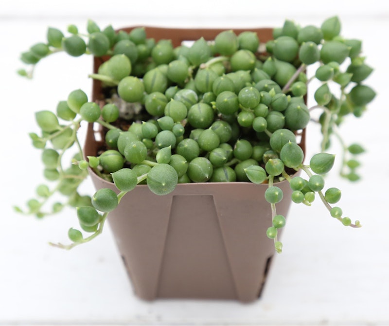 21年 多肉植物のおすすめ人気ランキング10選 Mybest 21年 多肉植物のおすすめ人気ランキング10選 Mybest
