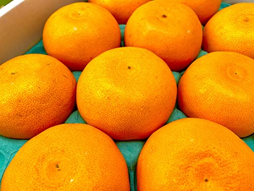 せとか 1