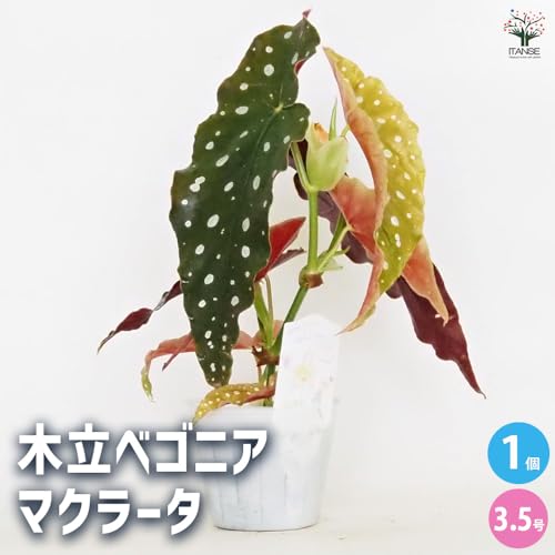 木立ベゴニア マクラータ 2