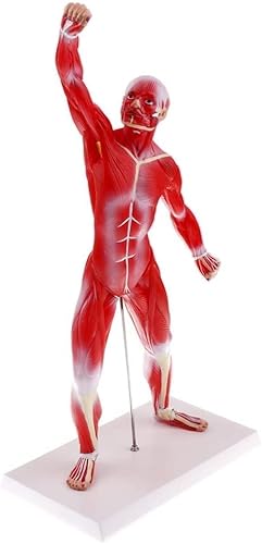 Lucky歯科 解剖学 人体筋肉模型 1