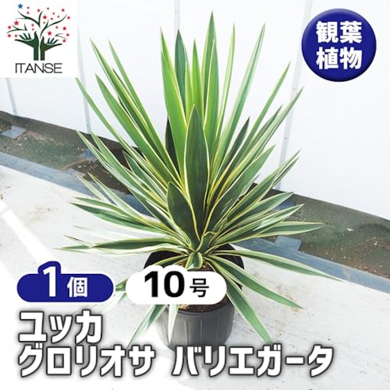 ユッカ グロリオーサ バリエガータ 2