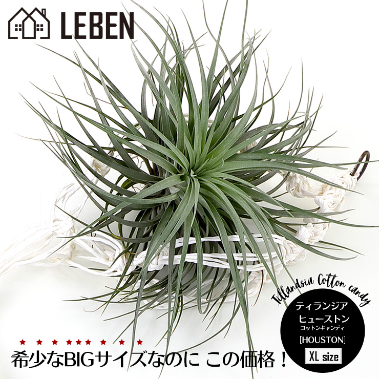 21年 エアプランツのおすすめ人気ランキング15選 Mybest