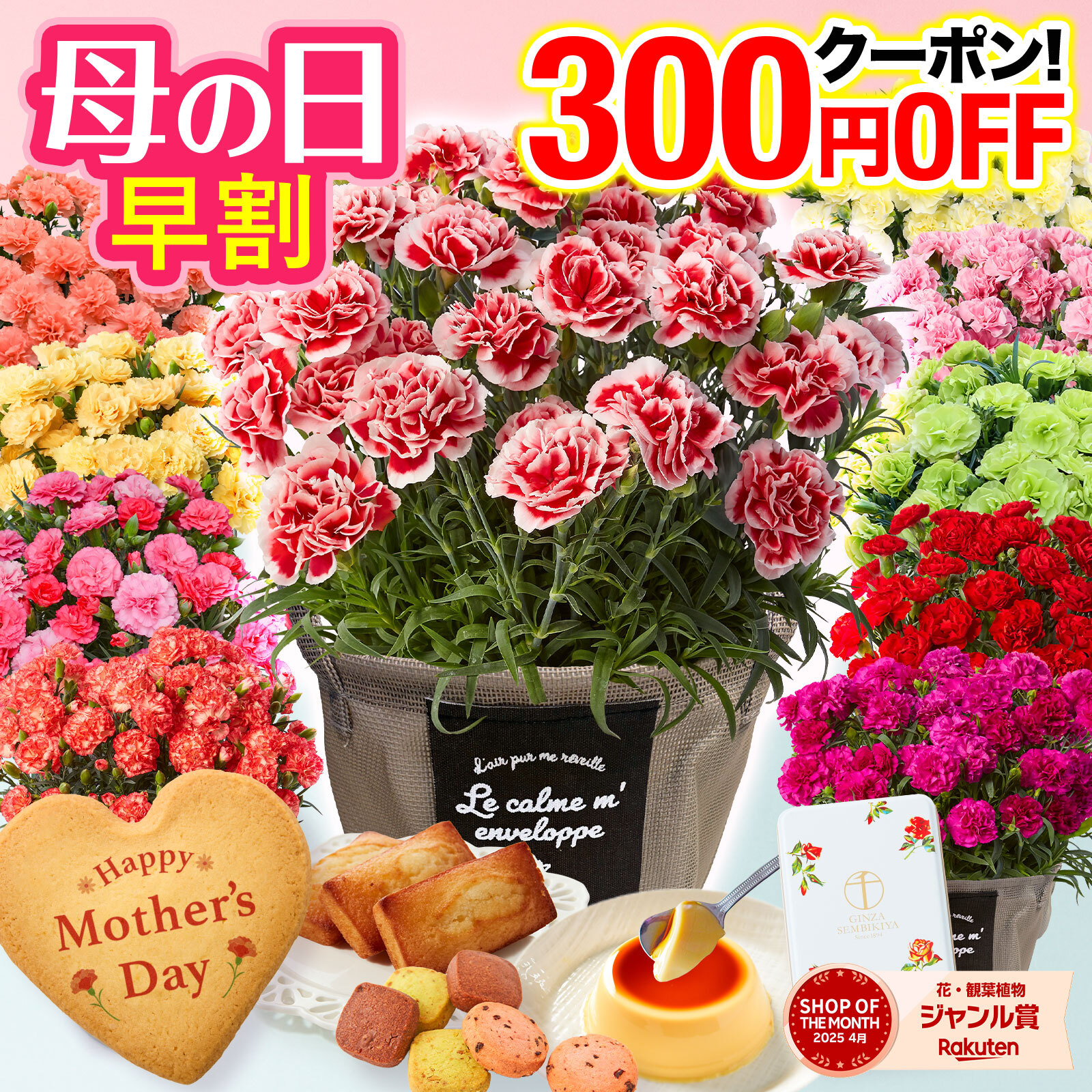 カーネーション 鉢植え  1