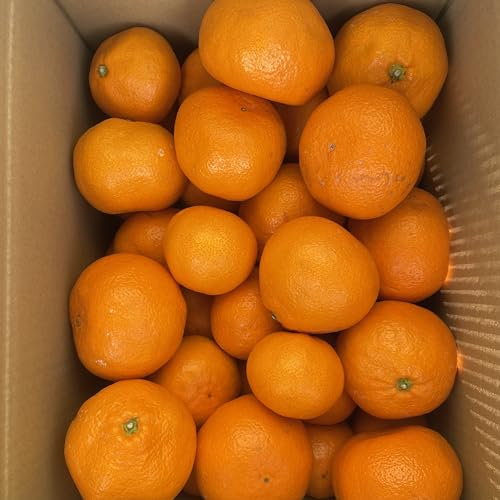 里山無農薬みかん 3