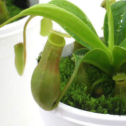 21年 観葉植物のおすすめ人気ランキング30選 Mybest