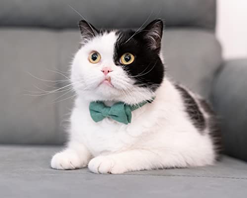猫首輪 7