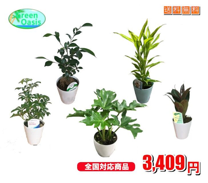 おまかせ観葉植物4号 5鉢セット 1