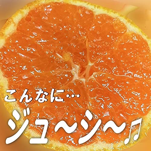 和歌山 訳あり みかん 4