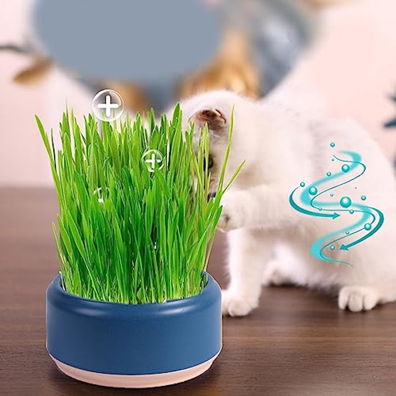 猫草ポット 2