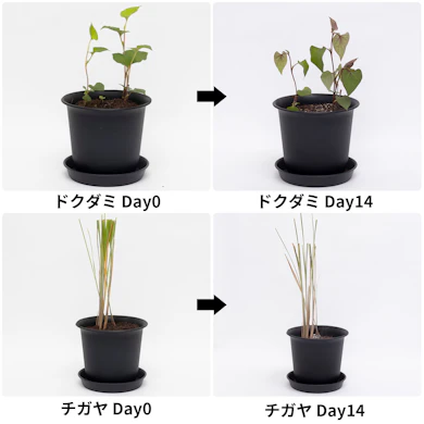 ドクダミはほとんど変化なし。チガヤも半数以上が緑のまま