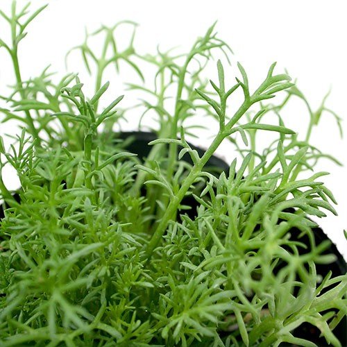 22年 ハーブ初心者向け苗のおすすめ人気ランキング10選 Mybest