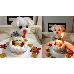 21年 犬用ケーキのおすすめ人気ランキング12選 Mybest 21年 犬用ケーキのおすすめ人気ランキング12選 Mybest