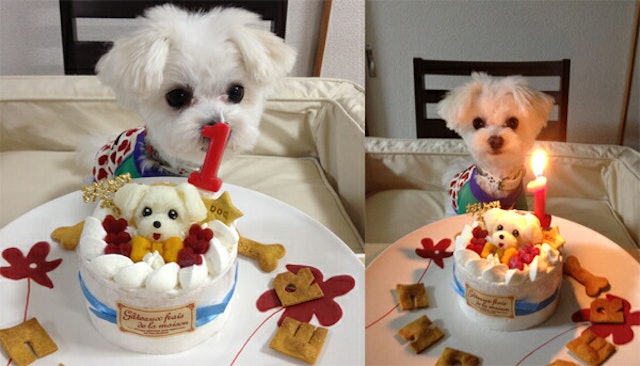 犬用ケーキのおすすめ人気ランキング10選 Mybest 犬用ケーキのおすすめ人気ランキング10選 Mybest
