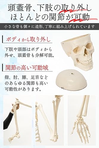 人体模型  5
