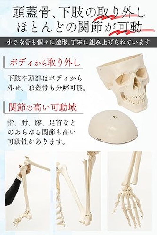人体模型 5