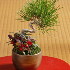 21年 東京都内の盆栽教室のおすすめ人気ランキング5選 Mybest