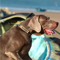 2022年】犬用ハーフチョークのおすすめ人気ランキング20選 | mybest
