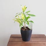 大型観葉植物のおすすめ人気ランキング【2026年6月】 3