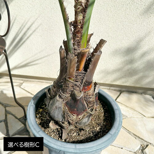 ココスヤシ 4