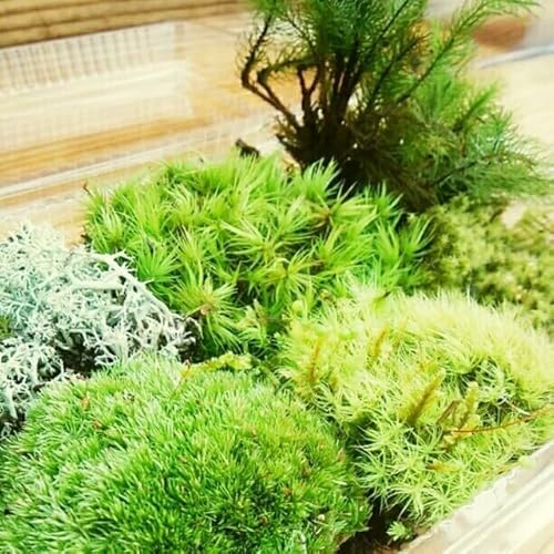 苔6種 詰め合わせパック 1
