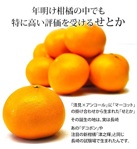 せとか 秀品 2
