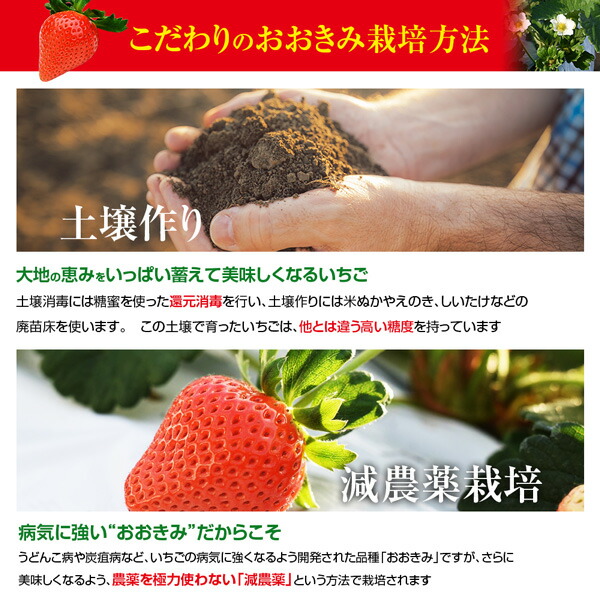 宮崎産高級いちご「おおきみ」超特大9粒 12