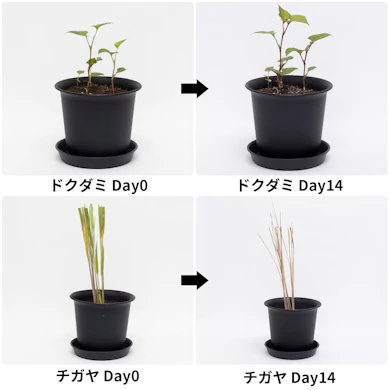 チガヤは14日後に枯れた見た目に。ドクダミは効きにくかった